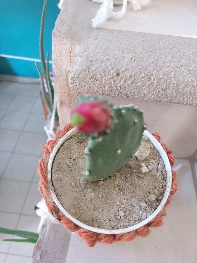 Cho Ku Rei Hostal San José del Cabo Екстериор снимка