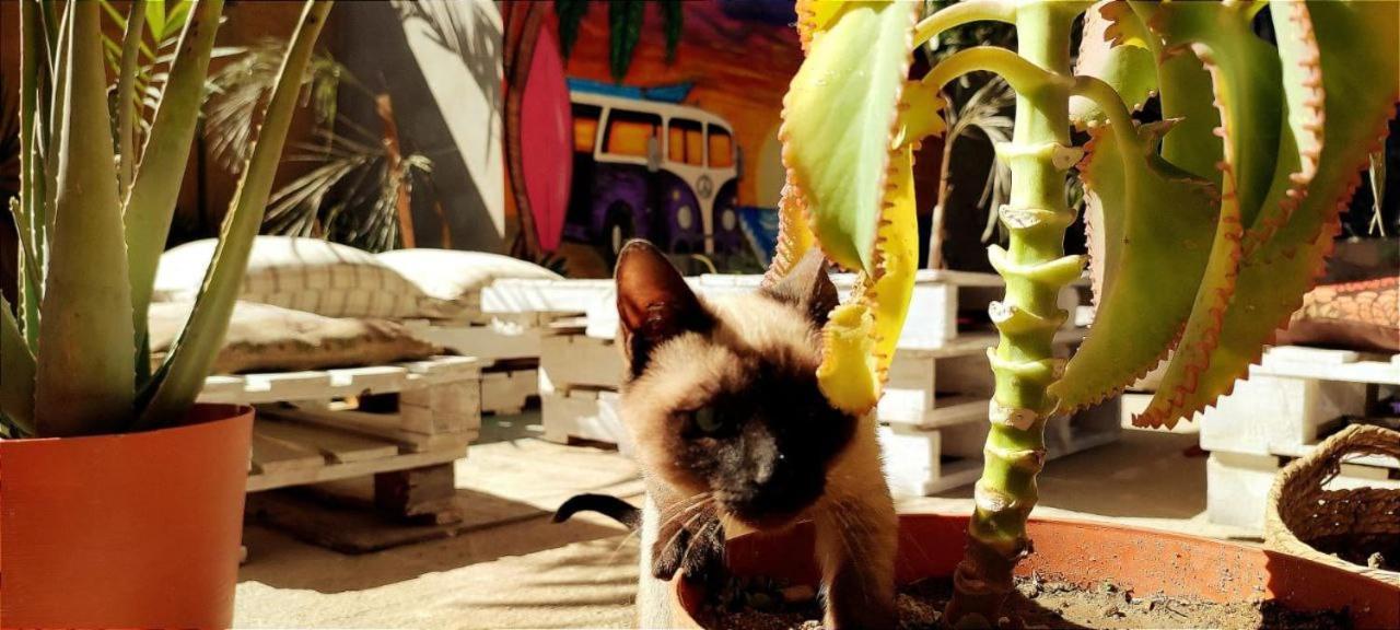 Cho Ku Rei Hostal San José del Cabo Екстериор снимка